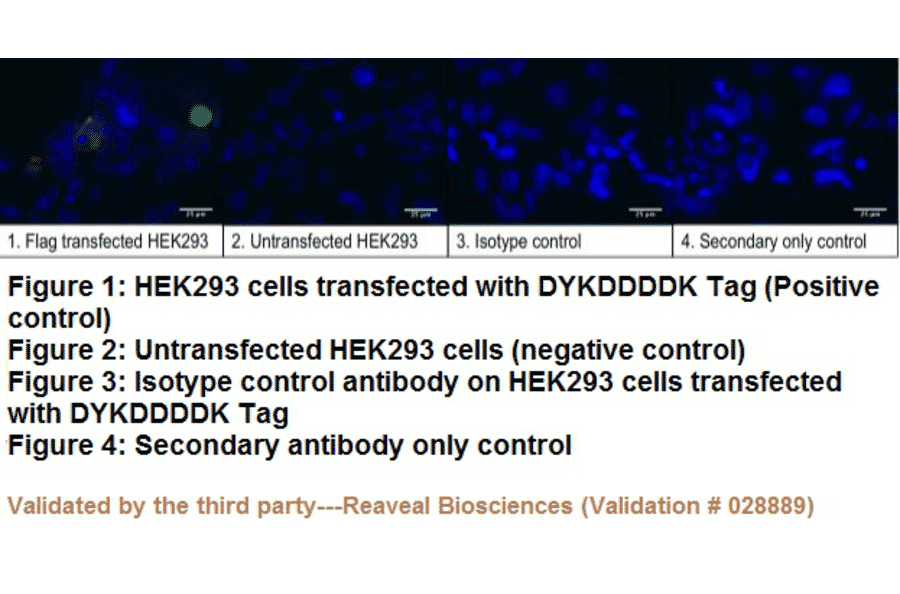 Immunocytochemistry - Anti-DYKDDDDK Tag Antibody (BTL1005) - Antibodies.com