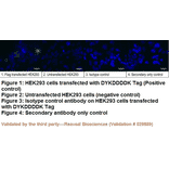 Immunocytochemistry - Anti-DYKDDDDK Tag Antibody (BTL1005) - Antibodies.com