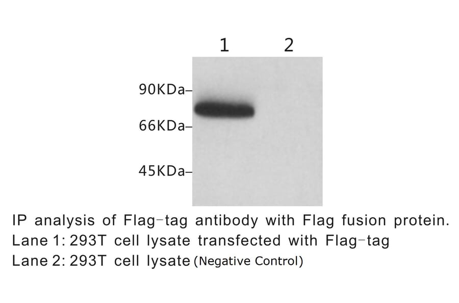 Western Blot - Anti-DYKDDDDK Tag Antibody (BTL1005) - Antibodies.com