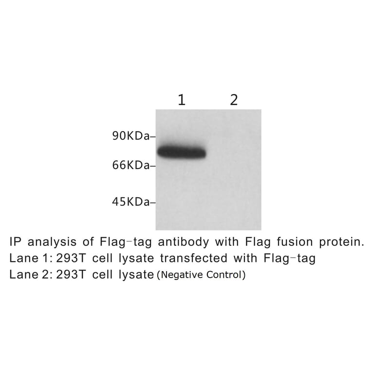 Western Blot - Anti-DYKDDDDK Tag Antibody (BTL1005) - Antibodies.com