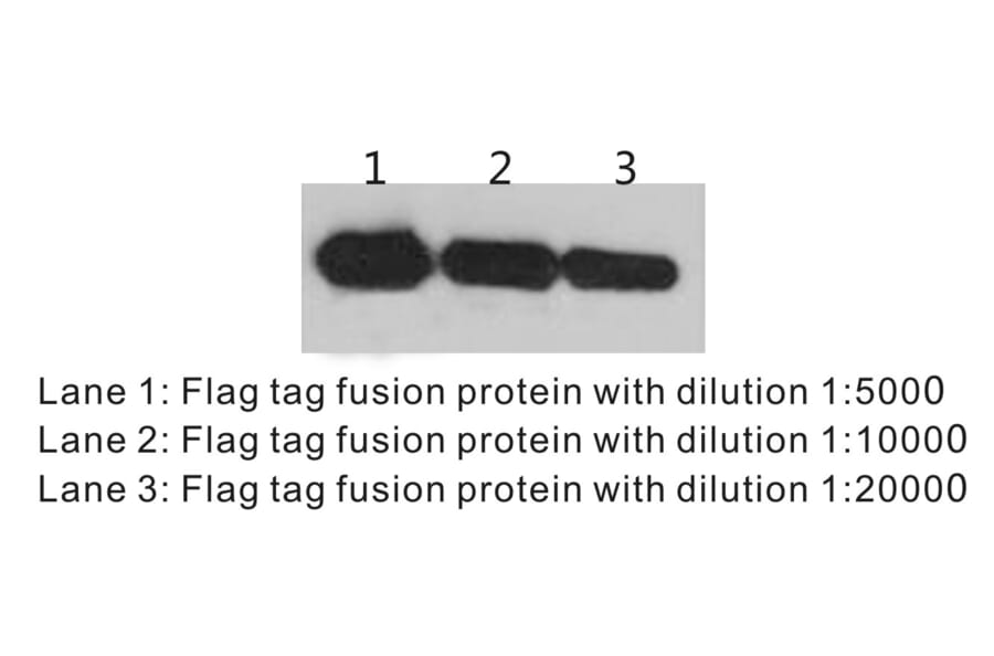 Western Blot - Anti-DYKDDDDK Tag Antibody (BTL1005) - Antibodies.com