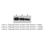 Western Blot - Anti-DYKDDDDK Tag Antibody (BTL1005) - Antibodies.com