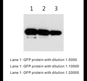 Western Blot - Anti-GFP Antibody (BTL1006) - Antibodies.com