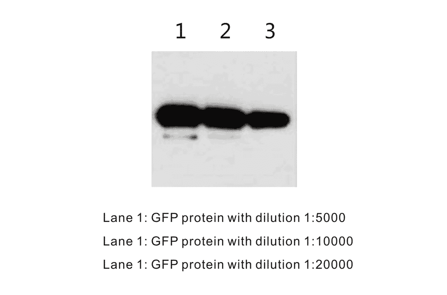 Western Blot - Anti-GFP Antibody (BTL1006) - Antibodies.com