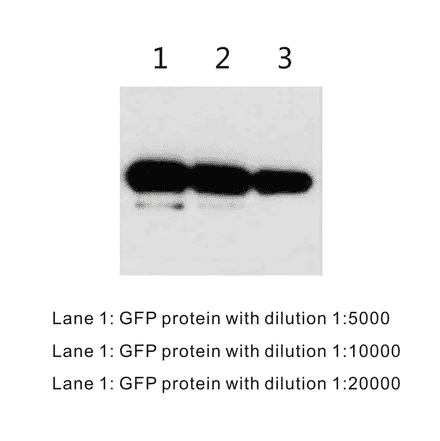 Western Blot - Anti-GFP Antibody (BTL1006) - Antibodies.com