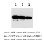 Western Blot - Anti-GFP Antibody (BTL1006) - Antibodies.com