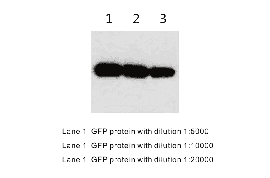 Western Blot - Anti-GFP Antibody (BTL1007) - Antibodies.com