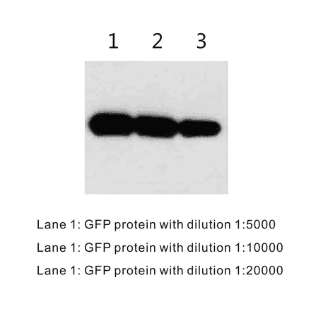 Western Blot - Anti-GFP Antibody (BTL1007) - Antibodies.com