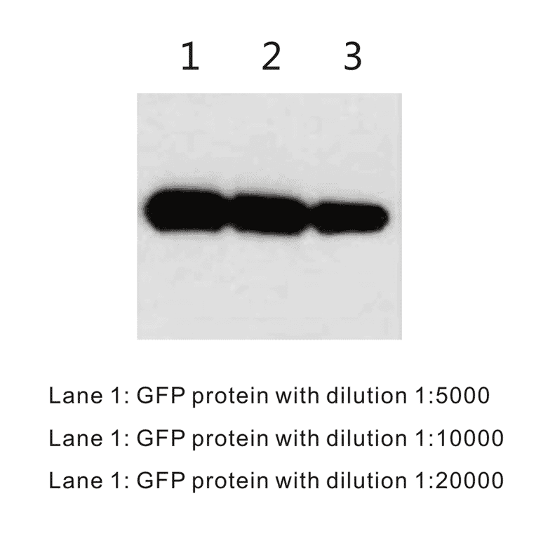 Western Blot - Anti-GFP Antibody (BTL1007) - Antibodies.com