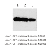 Western Blot - Anti-GFP Antibody (BTL1007) - Antibodies.com