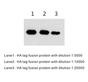 Western Blot - Anti-HA Tag Antibody (BTL1009) - Antibodies.com