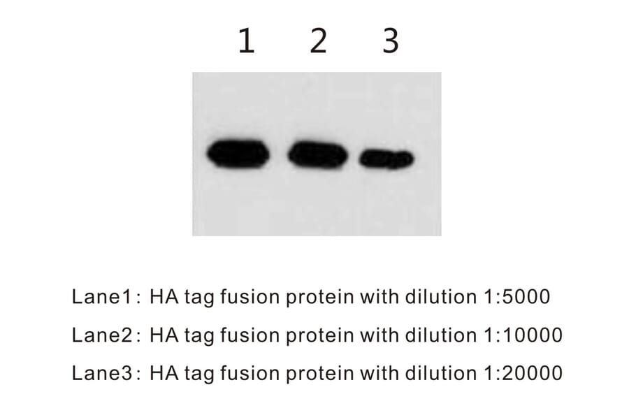 Western Blot - Anti-HA Tag Antibody (BTL1009) - Antibodies.com