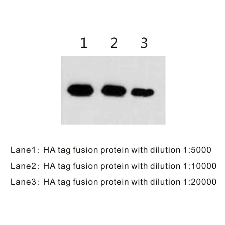 Western Blot - Anti-HA Tag Antibody (BTL1009) - Antibodies.com