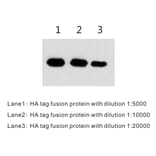 Western Blot - Anti-HA Tag Antibody (BTL1009) - Antibodies.com