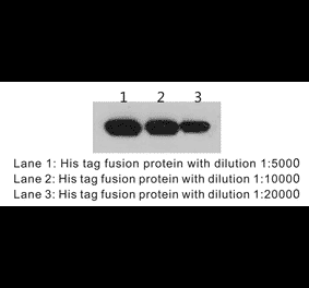 Western Blot - Anti-His Tag Antibody (BTL1010) - Antibodies.com