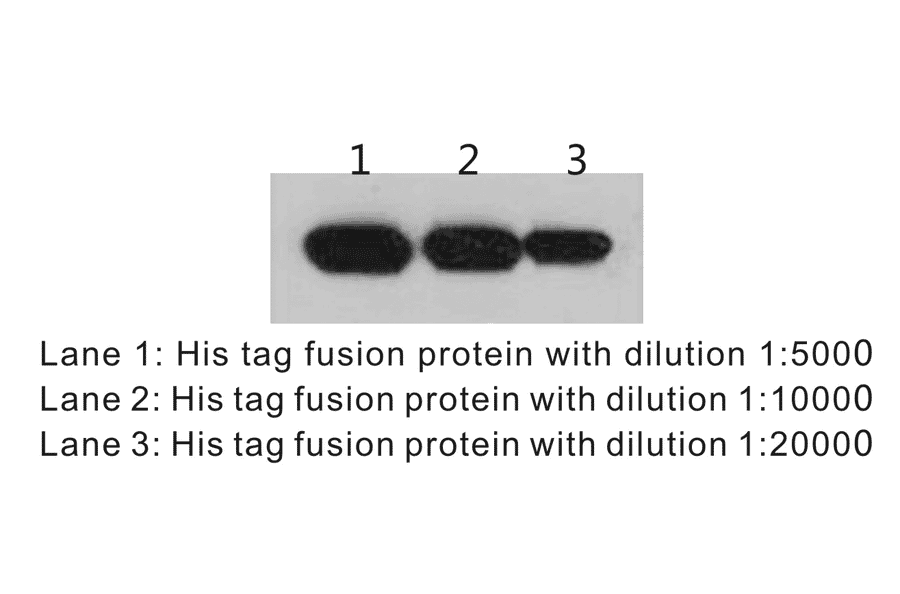 Western Blot - Anti-His Tag Antibody (BTL1010) - Antibodies.com