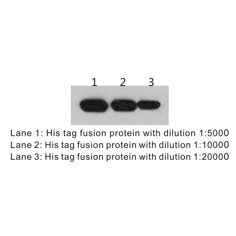Western Blot - Anti-His Tag Antibody (BTL1010) - Antibodies.com