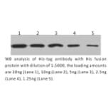 Western Blot - Anti-His Tag Antibody (BTL1010) - Antibodies.com