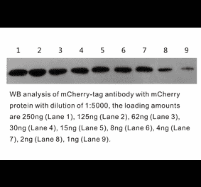 Western Blot - Anti-mCherry Antibody (BTL1015) - Antibodies.com