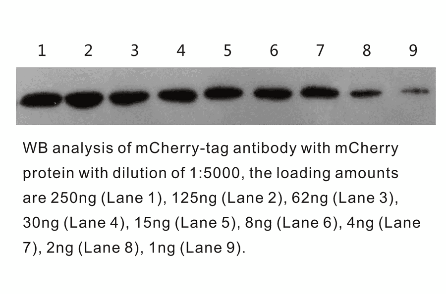 Western Blot - Anti-mCherry Antibody (BTL1015) - Antibodies.com