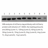 Western Blot - Anti-mCherry Antibody (BTL1015) - Antibodies.com