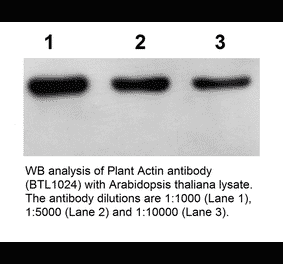 Western Blot - Anti-Actin Antibody (BTL1024) - Antibodies.com