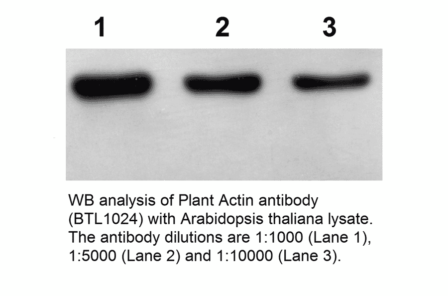 Western Blot - Anti-Actin Antibody (BTL1024) - Antibodies.com