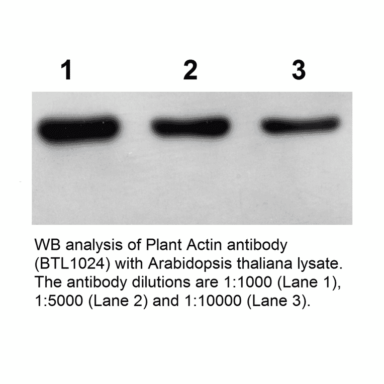 Western Blot - Anti-Actin Antibody (BTL1024) - Antibodies.com