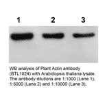 Western Blot - Anti-Actin Antibody (BTL1024) - Antibodies.com