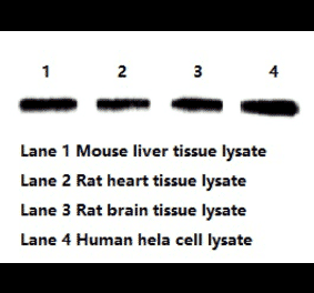 Western Blot - Anti-beta Actin Antibody (BTL1027) - Antibodies.com
