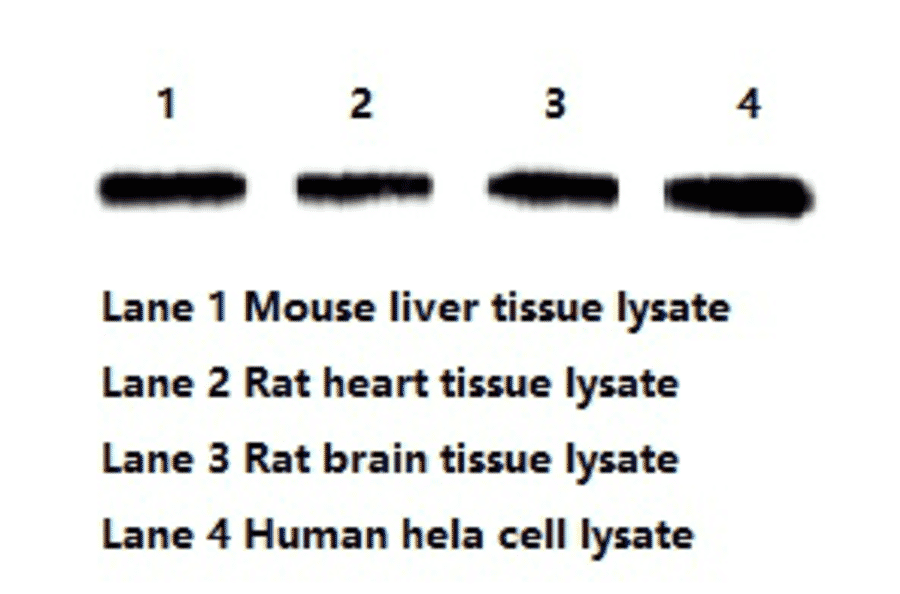 Western Blot - Anti-beta Actin Antibody (BTL1027) - Antibodies.com