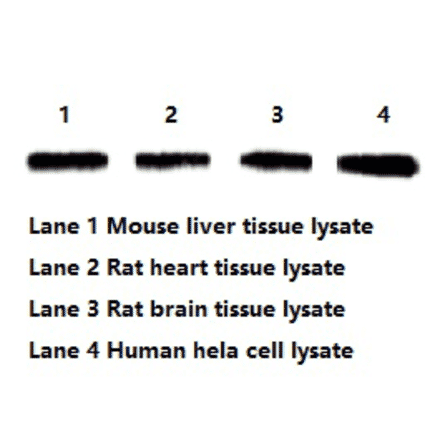 Western Blot - Anti-beta Actin Antibody (BTL1027) - Antibodies.com
