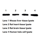 Western Blot - Anti-beta Actin Antibody (BTL1027) - Antibodies.com