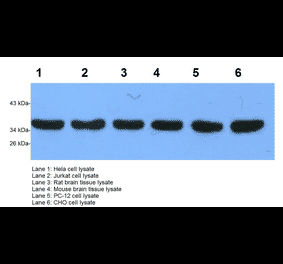 Western Blot - Anti-GAPDH Antibody (BTL1030) - Antibodies.com