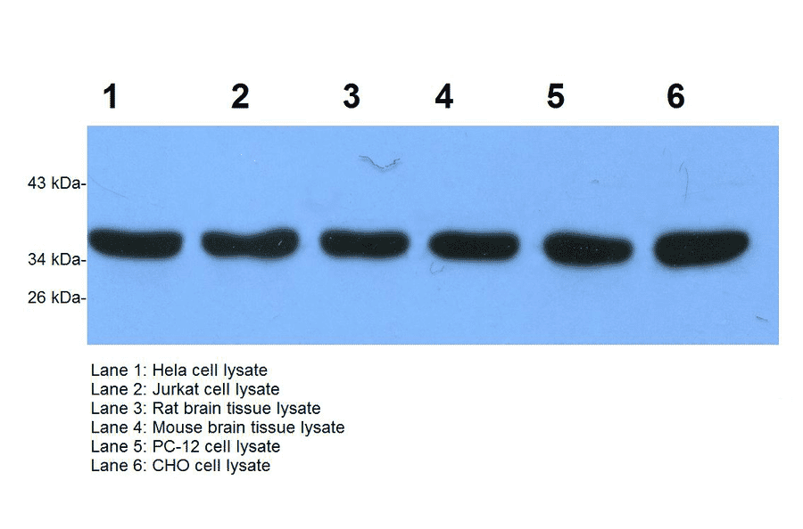 Western Blot - Anti-GAPDH Antibody (BTL1030) - Antibodies.com