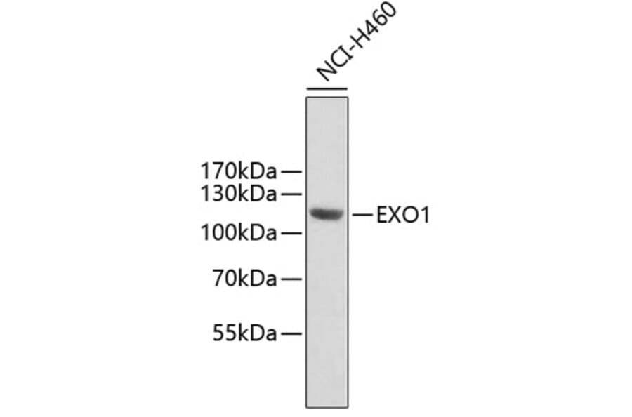 Western Blot - Anti-EXO1 Antibody (A6810) - Antibodies.com
