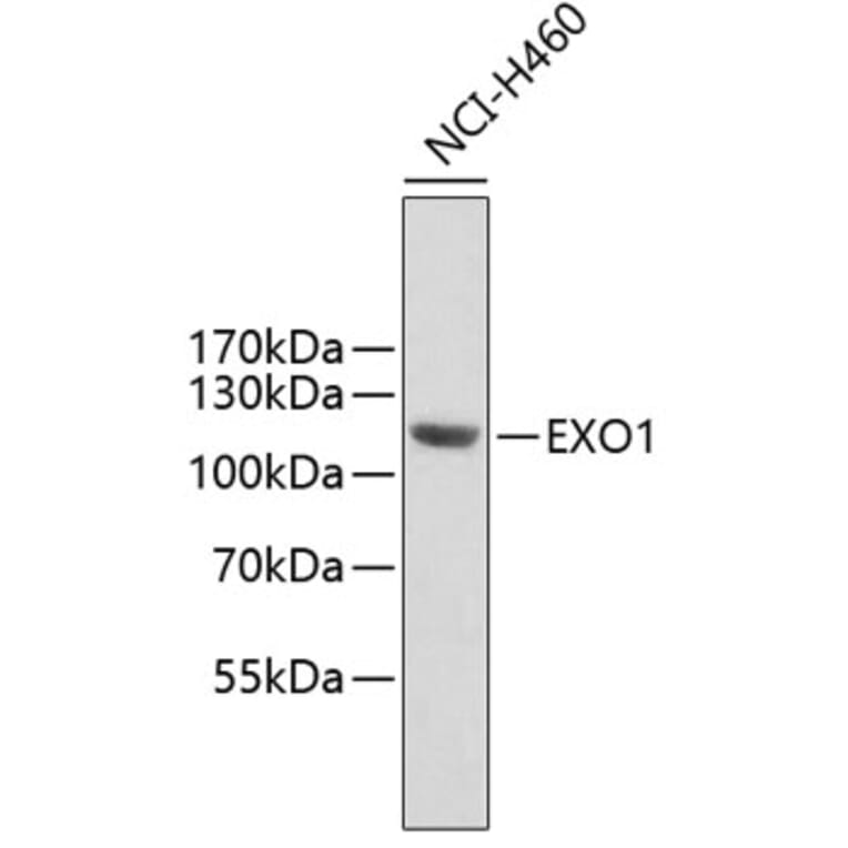 Western Blot - Anti-EXO1 Antibody (A6810) - Antibodies.com