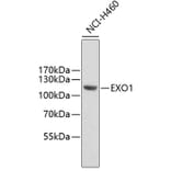 Western Blot - Anti-EXO1 Antibody (A6810) - Antibodies.com