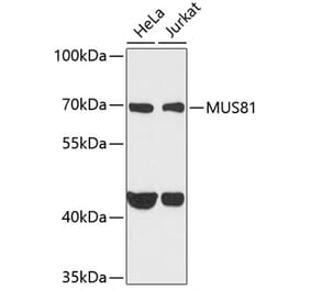Western Blot - Anti-Mus81 Antibody (A10001) - Antibodies.com