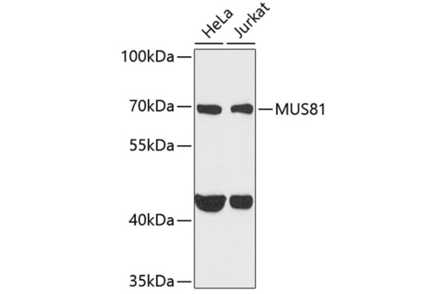 Western Blot - Anti-Mus81 Antibody (A10001) - Antibodies.com