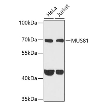 Western Blot - Anti-Mus81 Antibody (A10001) - Antibodies.com