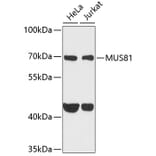 Western Blot - Anti-Mus81 Antibody (A10001) - Antibodies.com