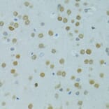 Immunohistochemistry - Anti-Mus81 Antibody (A10001) - Antibodies.com