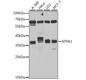 Western Blot - Anti-NTH1 Antibody (A10002) - Antibodies.com