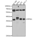 Western Blot - Anti-NTH1 Antibody (A10002) - Antibodies.com