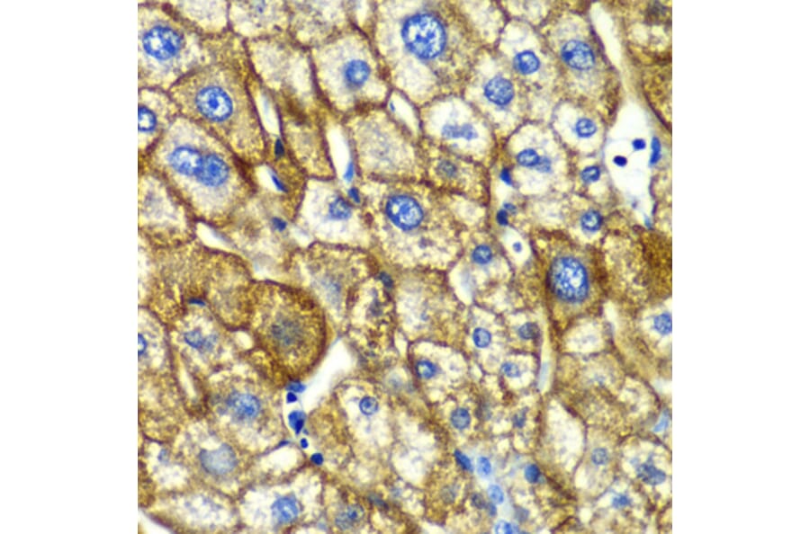 Immunohistochemistry - Anti-Asialoglycoprotein Receptor 1/HL-1 Antibody (A10017) - Antibodies.com