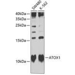 Western Blot - Anti-ATOX1 Antibody (A10019) - Antibodies.com