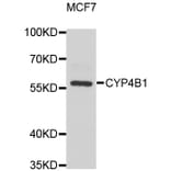Western Blot - Anti-CYP4B1 Antibody (A6894) - Antibodies.com