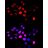 Immunofluorescence - Anti-CYP4B1 Antibody (A6894) - Antibodies.com