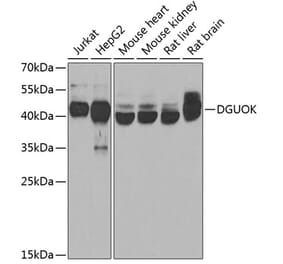Western Blot - Anti-dGK Antibody (A10022) - Antibodies.com
